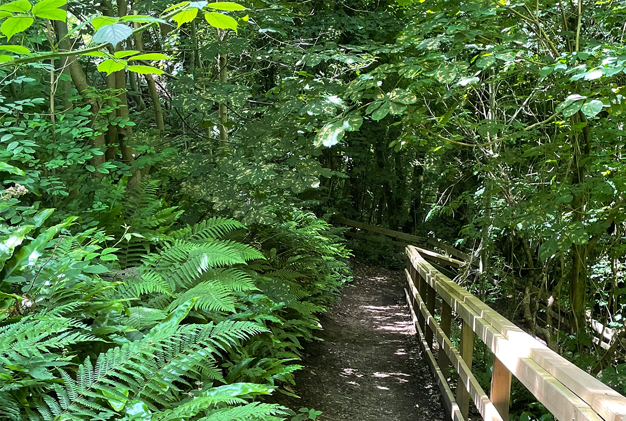 Shady woodland path near abergavenny